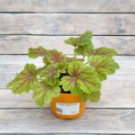 Гейхера Электра "Electra" d12