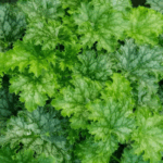 Гейхера Эппл Крисп "Apple Crisp" d12