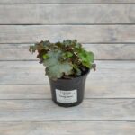 Гейхера Капучино "Cappuccino" d12