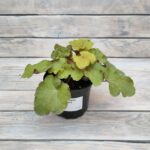 Гейхера Крем Брюле "Creme Brulee" d12