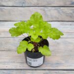 Гейхера Лайм Раффлз d12