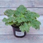 Гейхера Лемон Лав "Lemon love" d12