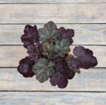 Гейхера Магнум "Magnum" d12 — изображение 2