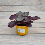 Гейхера Магнум "Magnum" d12