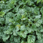 Гейхера Малахит d12