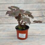 Гейхера Палас Перпл d12