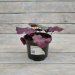 Гейхера Плюм Роял d12