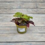 Гейхера Ред Ровер d12