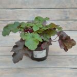 Гейхера Шоколад Раффлз d12