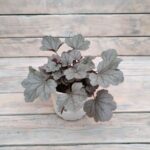 Гейхера Сильвер Гамдроп "Silver Gumdrops" d12