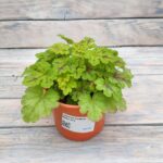 Гейхера Спайси Лайм "Spicy Lime" d12