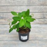 Гелиотропиум (Гелиотроп) d12