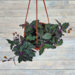 Гинура кашпо d15 — изображение 2