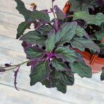 Гинура кашпо d15 — изображение 3