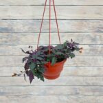 Гинура кашпо d15