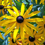 Рудбекия блестящая Гольдштурм (Голдструм) d12