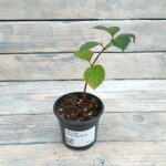 Гортензия метельчатая Самарская Лидия d9-10