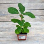 Гортензия пильчатая Прециоза "Preziosa" d9