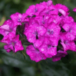 Гвоздика бородатая Барбарини Роуз "Barbarini Rose" d12