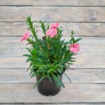 Гвоздика садовая (цветок махровый, лист сизый) (Плант микс) d9