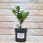 Хебе Оутдор Биколор "Outdoor Bicolor" d12