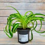 Хлорофитум Хохлатый Бонни (кудрявый) d8/d9/d10