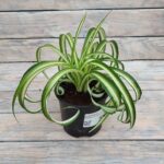 Хлорофитум Хохлатый Бонни (кудрявый) d12