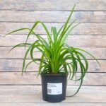 Хлорофитум Хохлатый (зеленый) d12