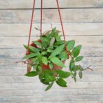 Хойя кашпо d15