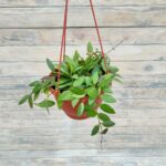 Хойя кашпо d18