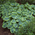 Хоста Токудама Флавоцирциналис "Tokudama 'Flavocirinalis" d15