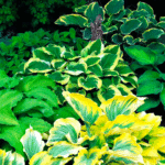 Хоста микс, гибридная d17