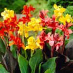 Канна микс смесь сортов d12