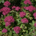 Седум (Очиток) гибридный Карл d12