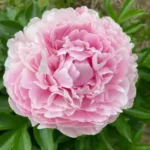 Пион межвидовой гибрид (молочноцветковый) Катарина Фонтейн d19