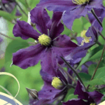 Клематис Уанс Мор "Once More" 2л