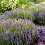 Иссоп лекарственный Аристатус "Aristatus" d12