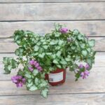 Яснотка (Зеленчук) микс сортов d12