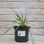 Юкка садовая Брайт Эдж "Bright Edge" d15