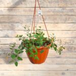 Каланхоэ кашпо d23