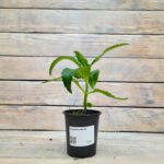 Каланхоэ (Плант микс) d8