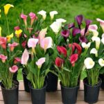 Калла микс d12