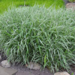 Канареечник (Фалярис) тростникововидный d15