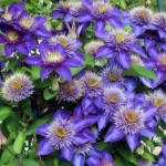 Клематис Ай Эм Леди Джей "I am Lady J" 2л