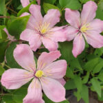 Клематис Ай Нор "Ai-Nor" 2л