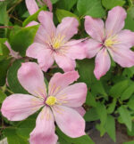 Клематис Ай Нор "Ai-Nor" 2л