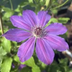 Клематис крупноцветковый Балтик "Baltyk" 2л