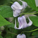 Клематис калиновидный Криспа Ангел d15