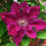 Клематис Эрнест Маркхам 2л
