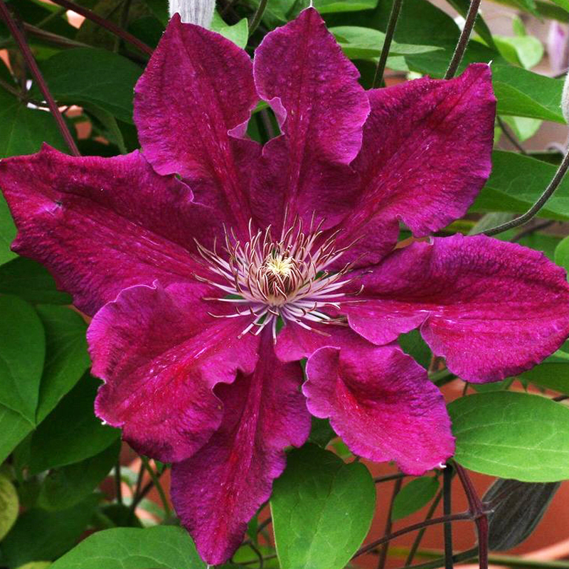 Klematis-Ernest-Markhem Клематис Эрнест Маркхам 2л — изображение 1